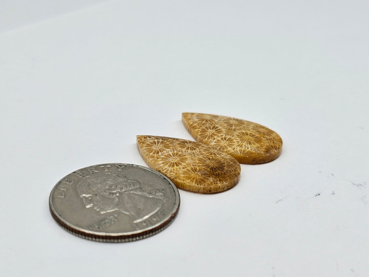 Fossilized Coral pair