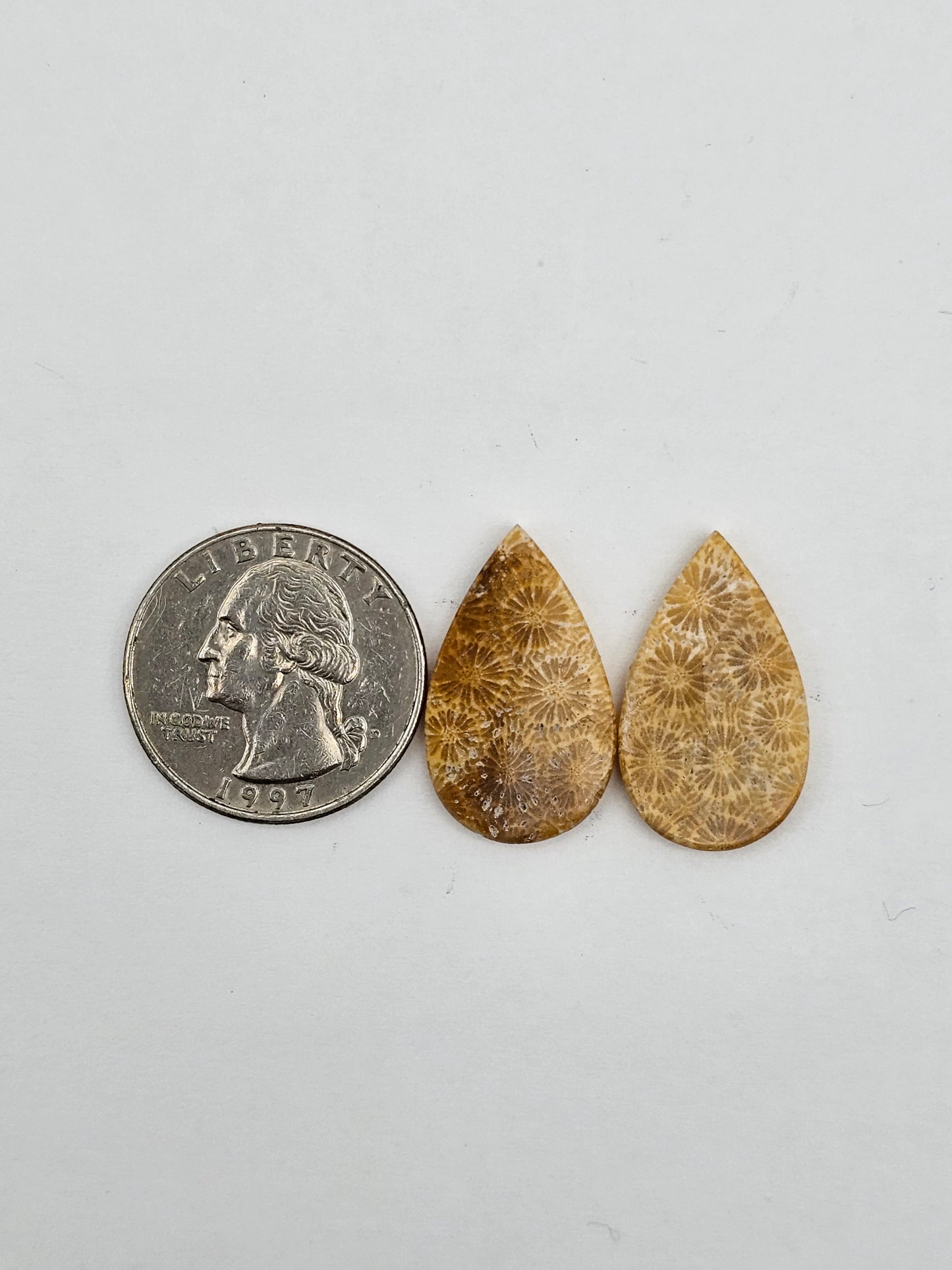 Fossilized Coral pair