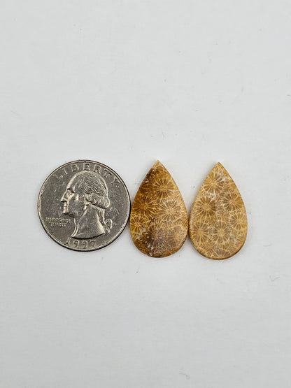 Fossilized Coral pair