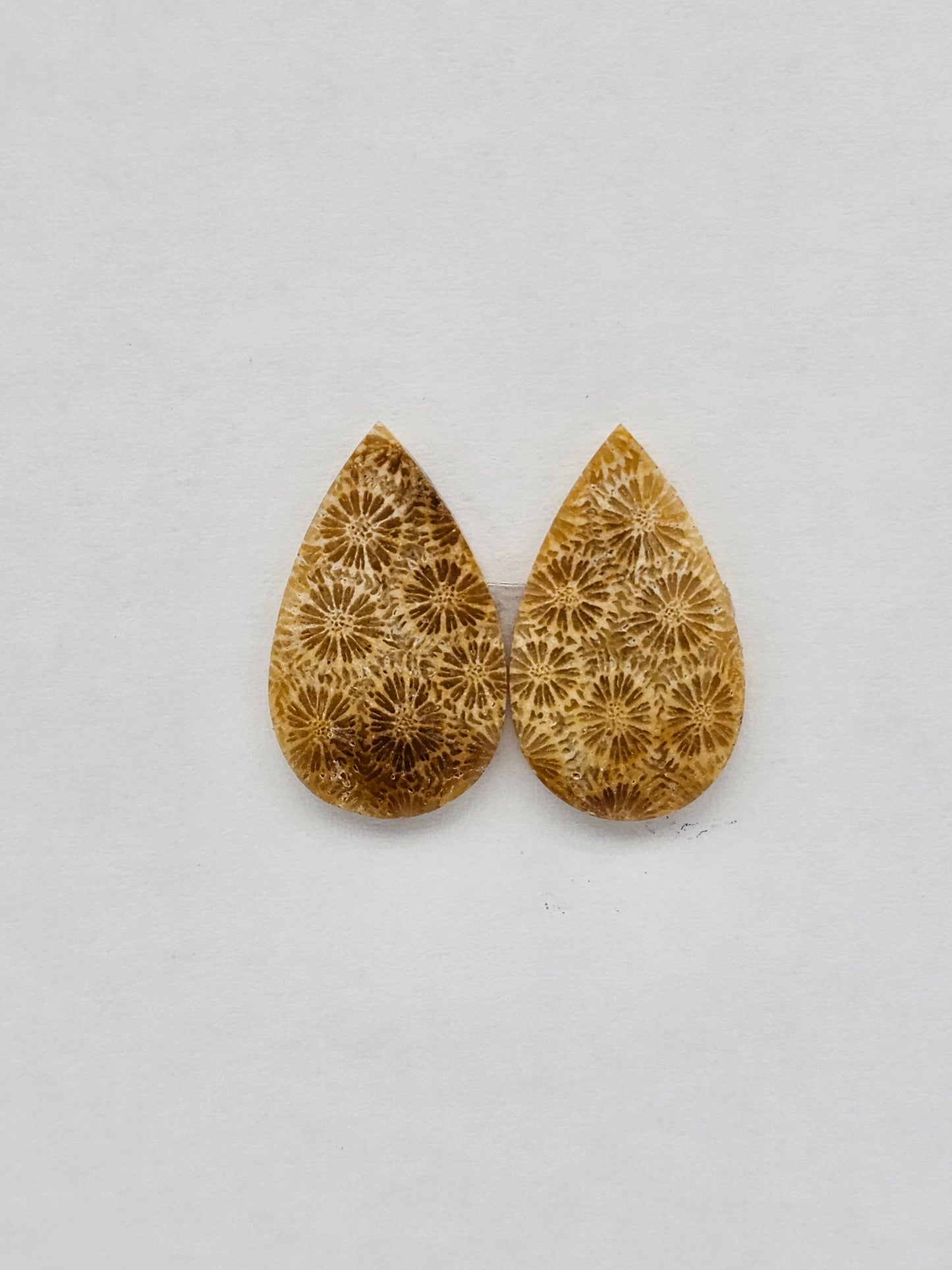 Fossilized Coral pair