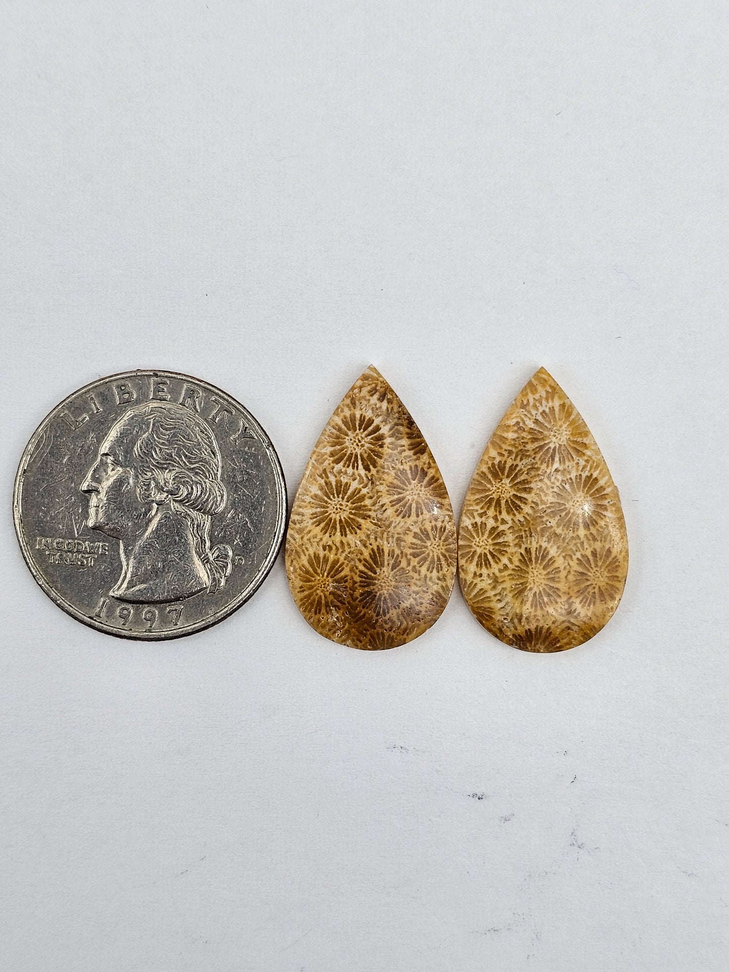 Fossilized Coral pair