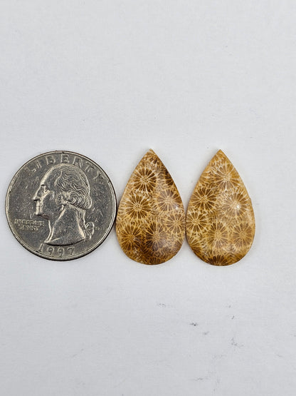 Fossilized Coral pair