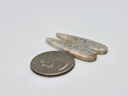 Fossilized Coral pair
