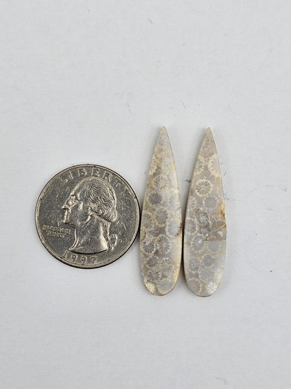 Fossilized Coral pair