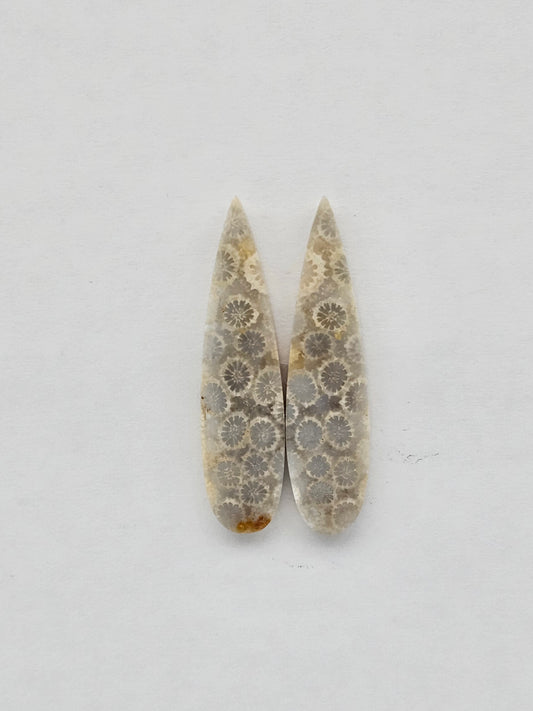 Fossilized Coral pair
