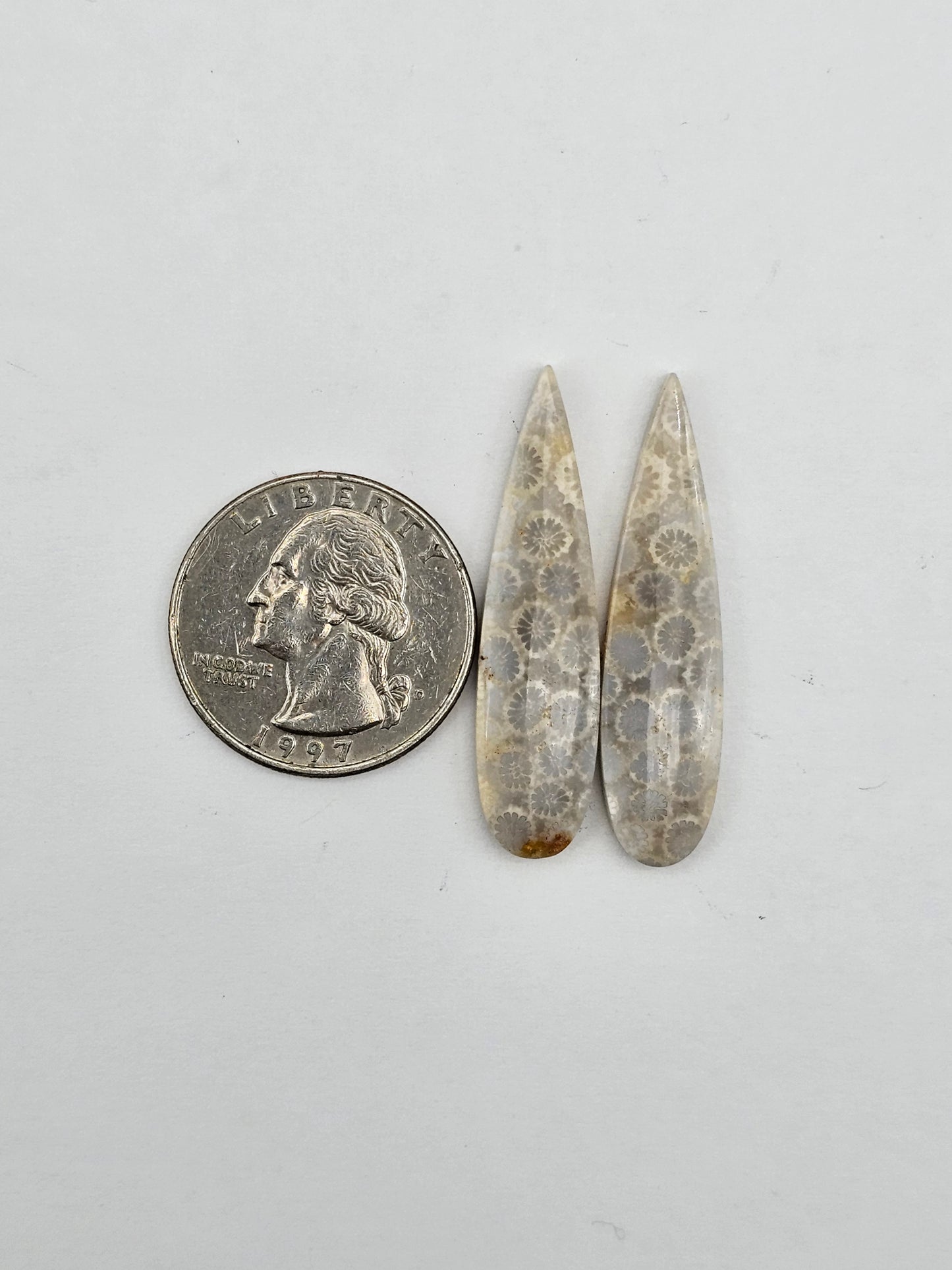 Fossilized Coral pair