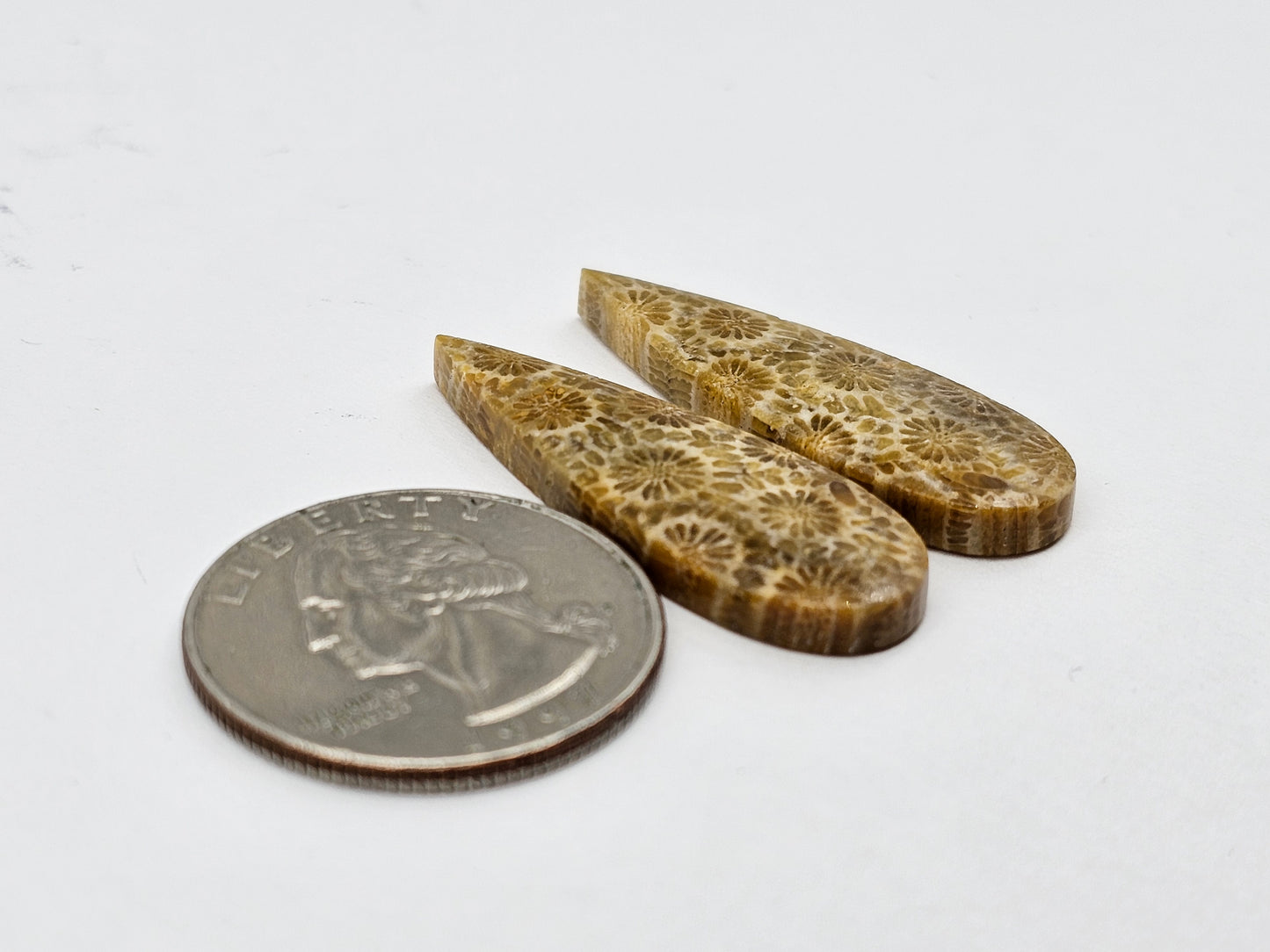 Fossilized Coral pair