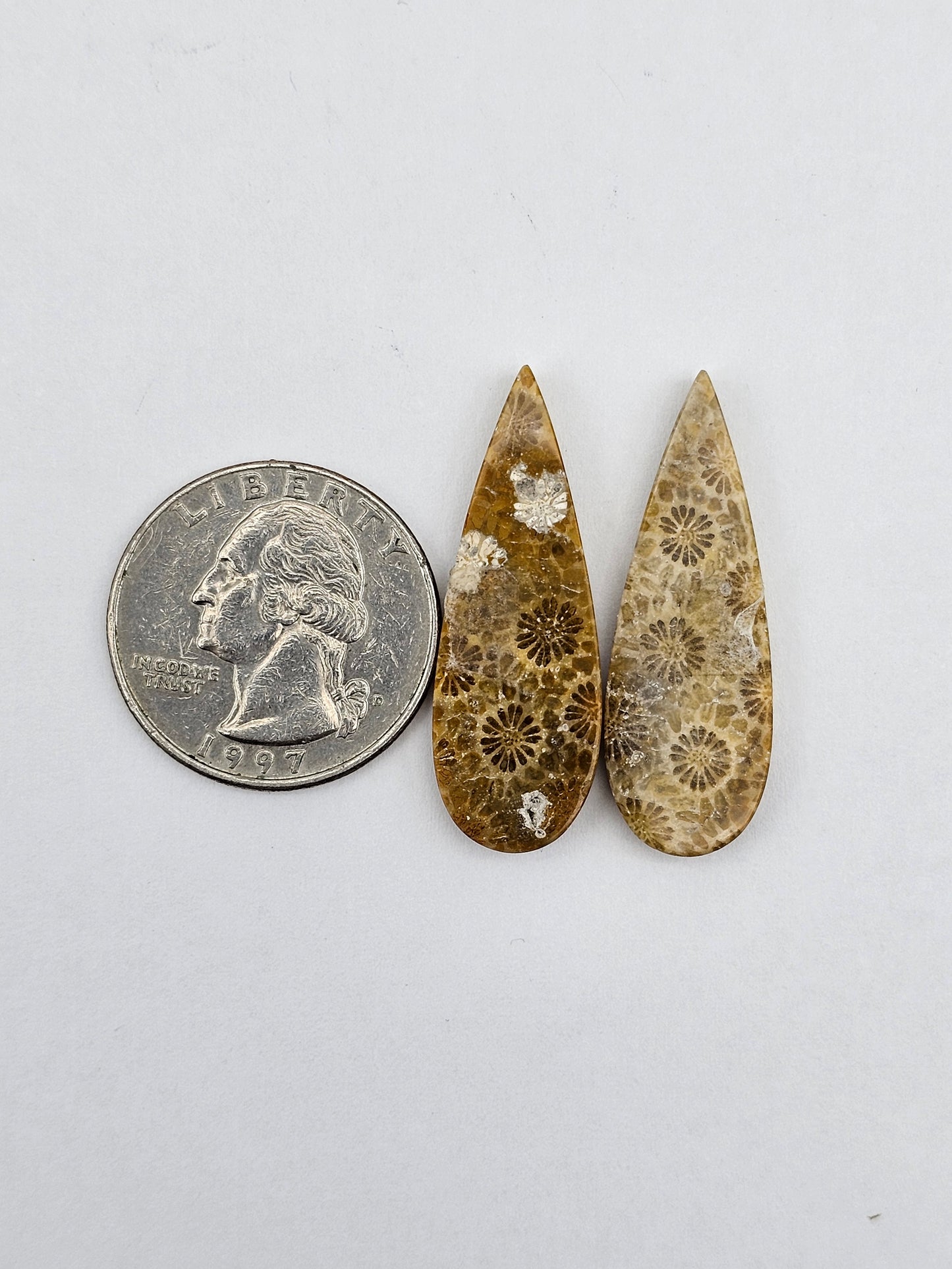 Fossilized Coral pair