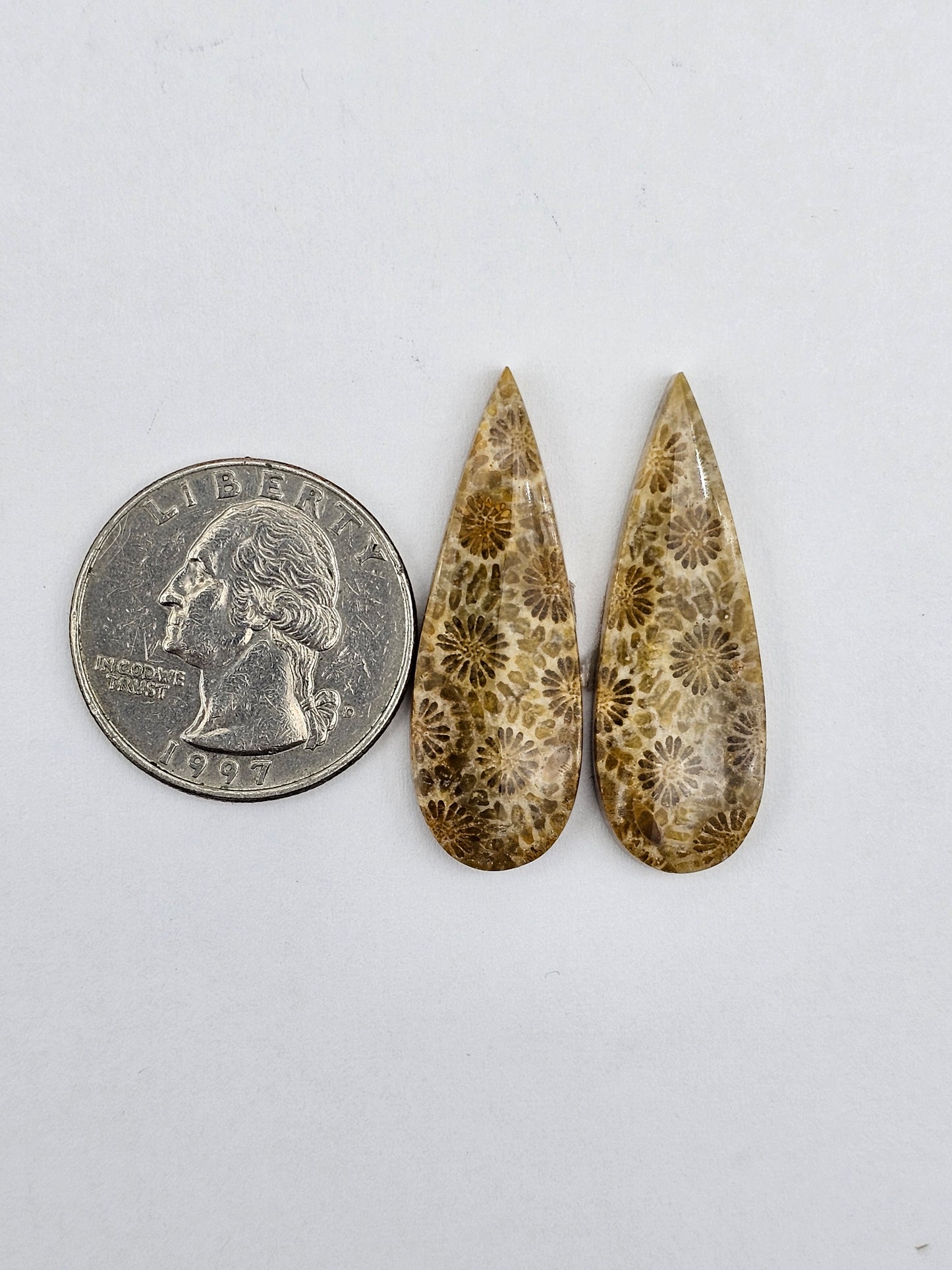 Fossilized Coral pair