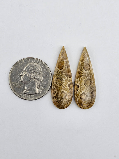 Fossilized Coral pair