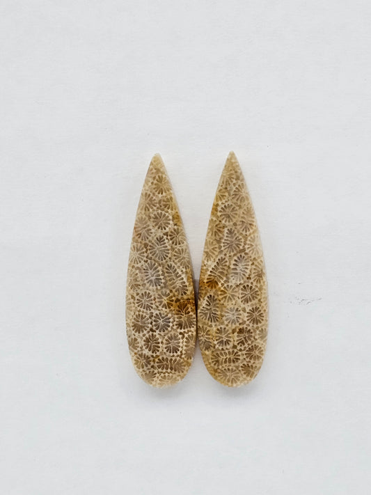 Fossilized Coral pair