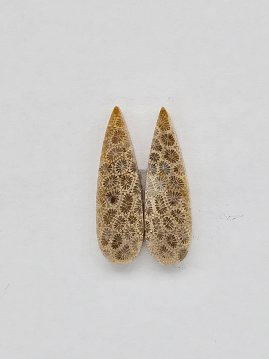 Fossilized Coral pair