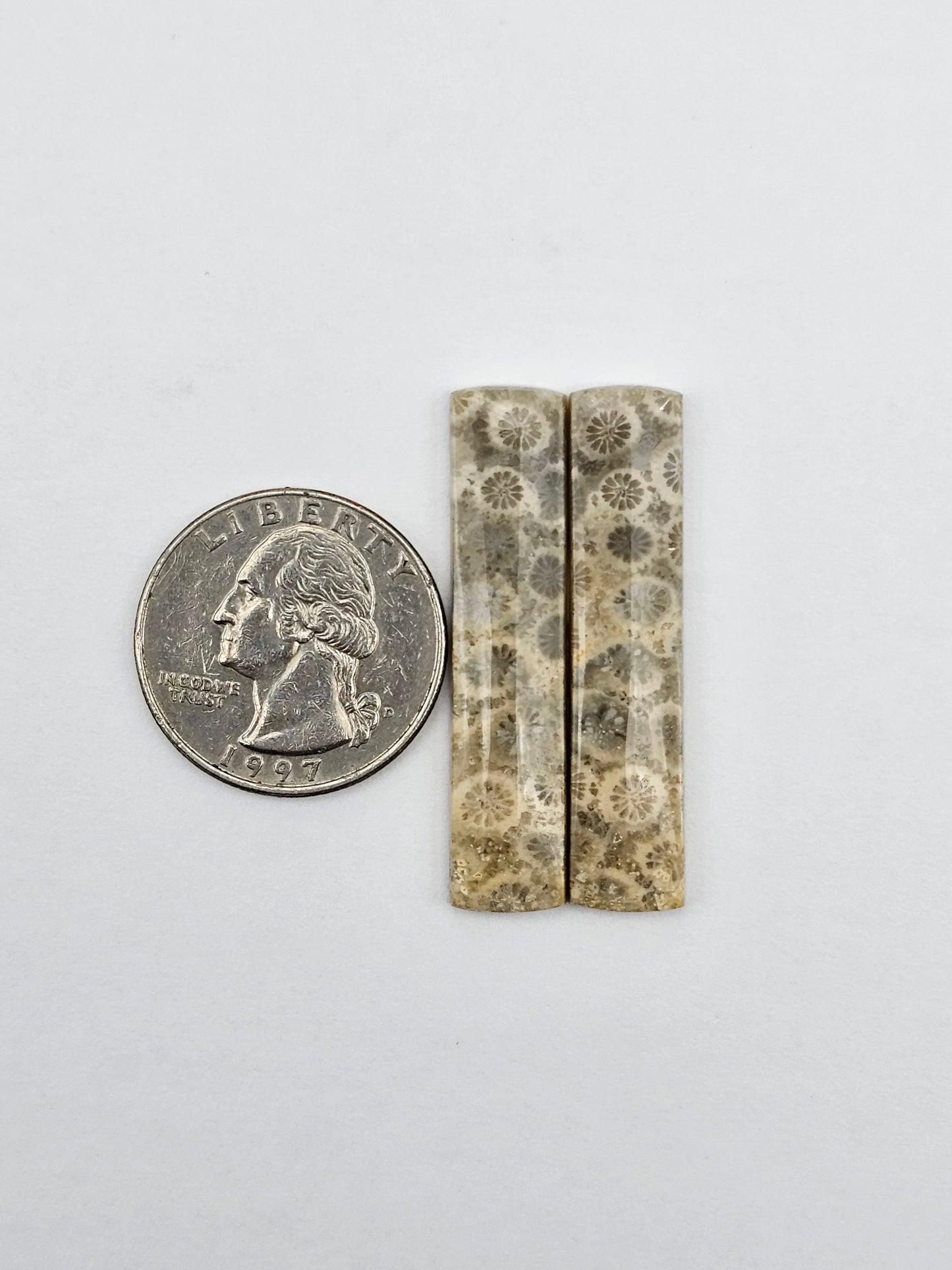 Fossilized Coral pair