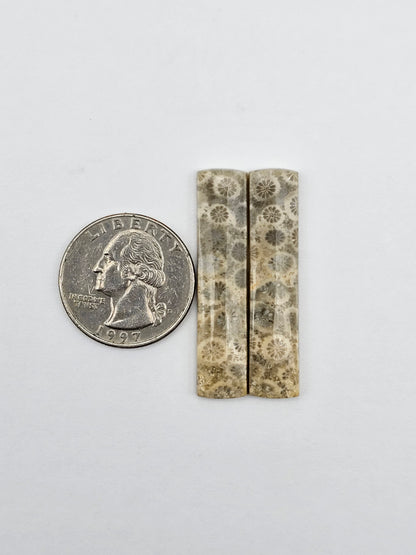 Fossilized Coral pair