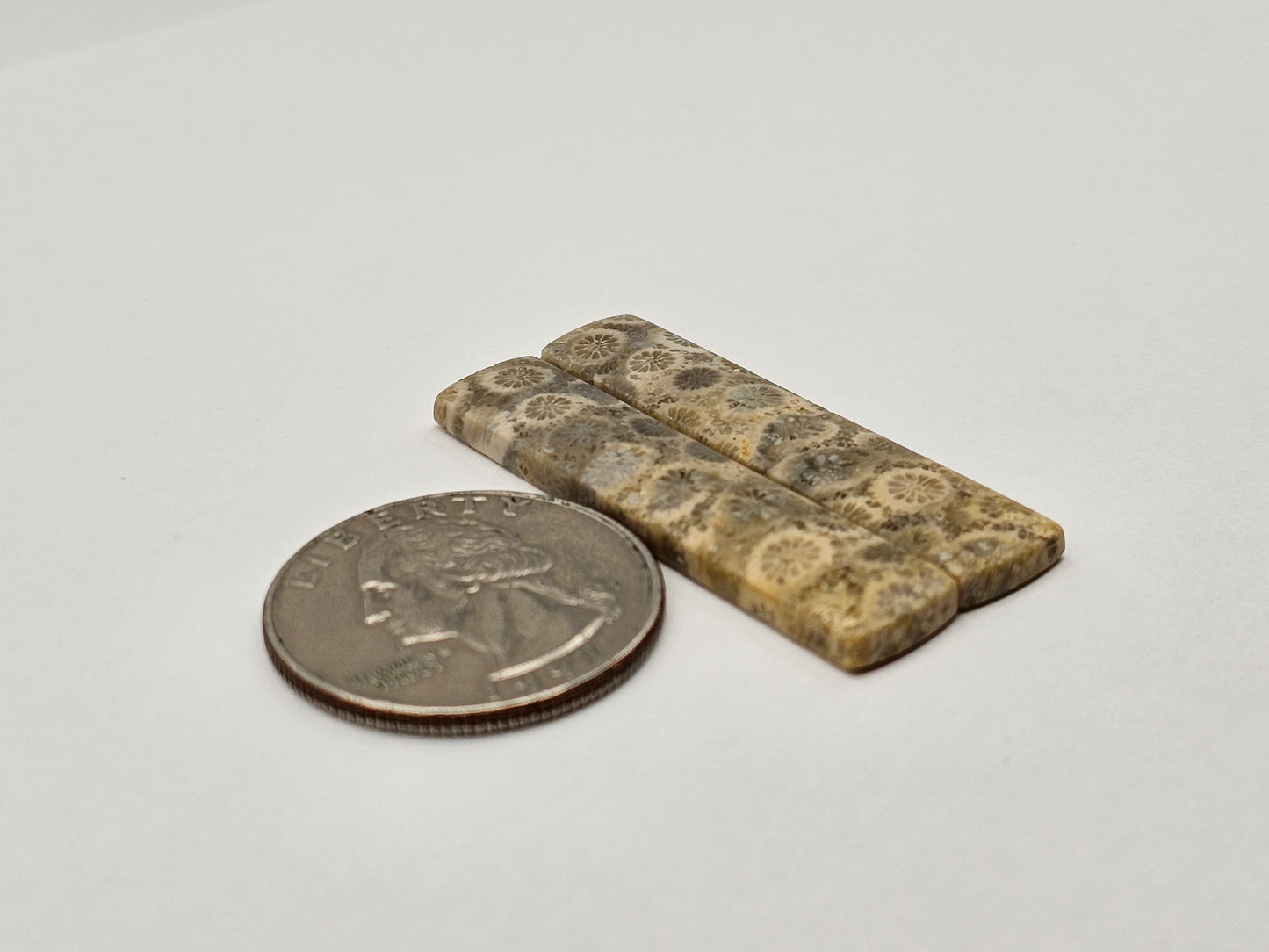 Fossilized Coral pair