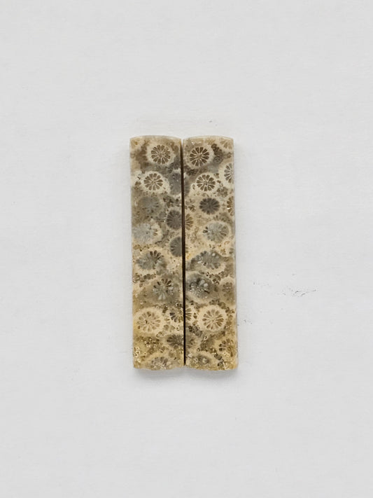 Fossilized Coral pair