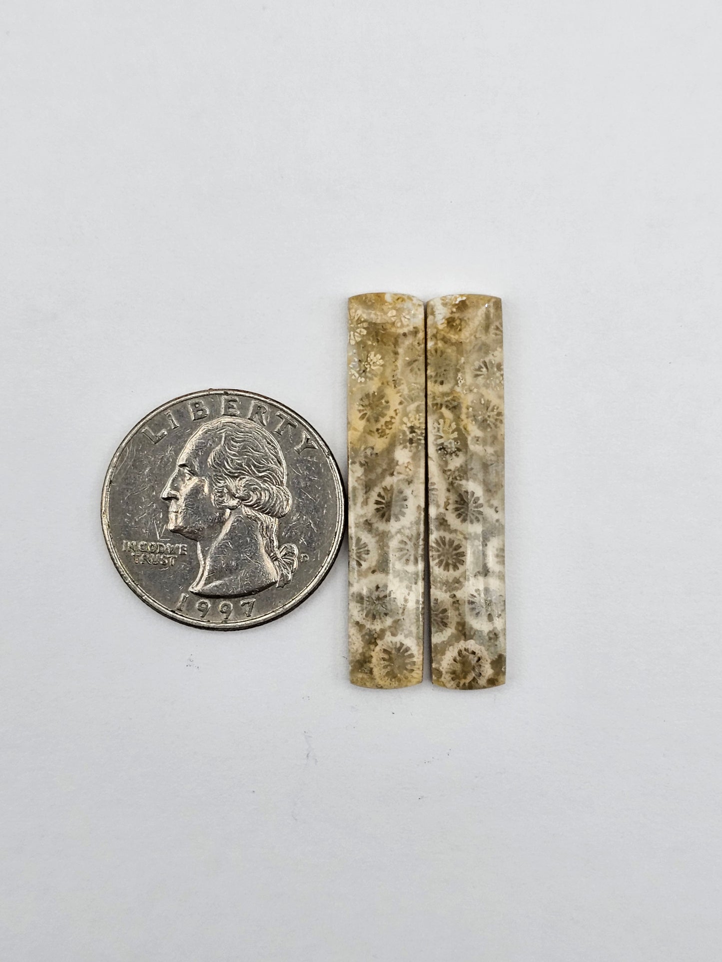 Fossilized Coral pair