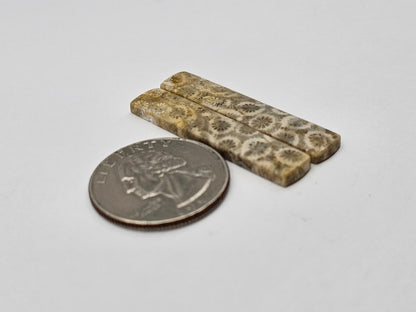 Fossilized Coral pair