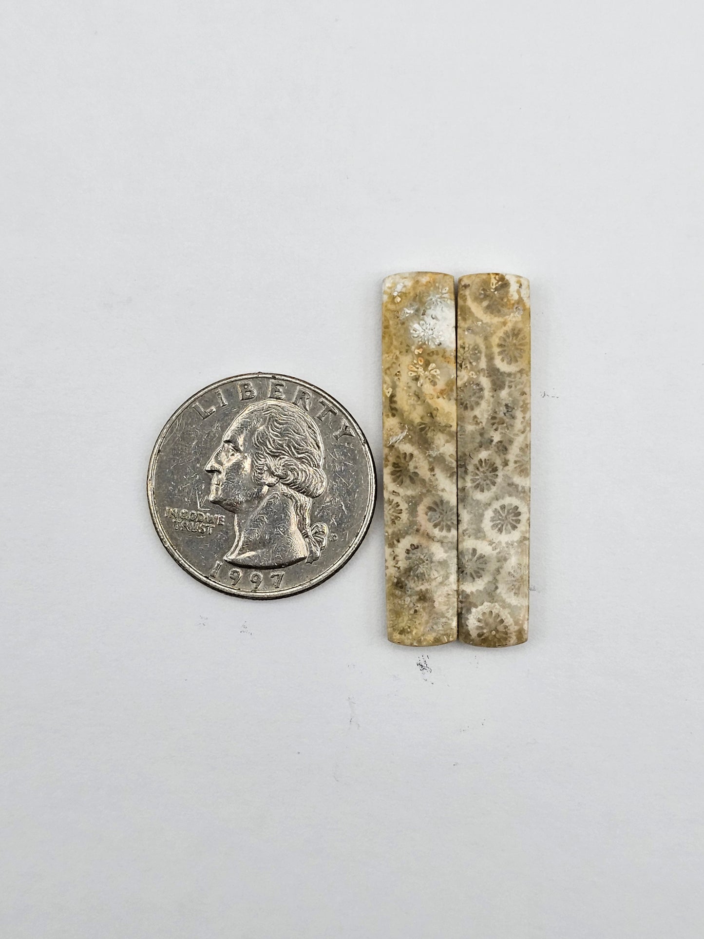 Fossilized Coral pair