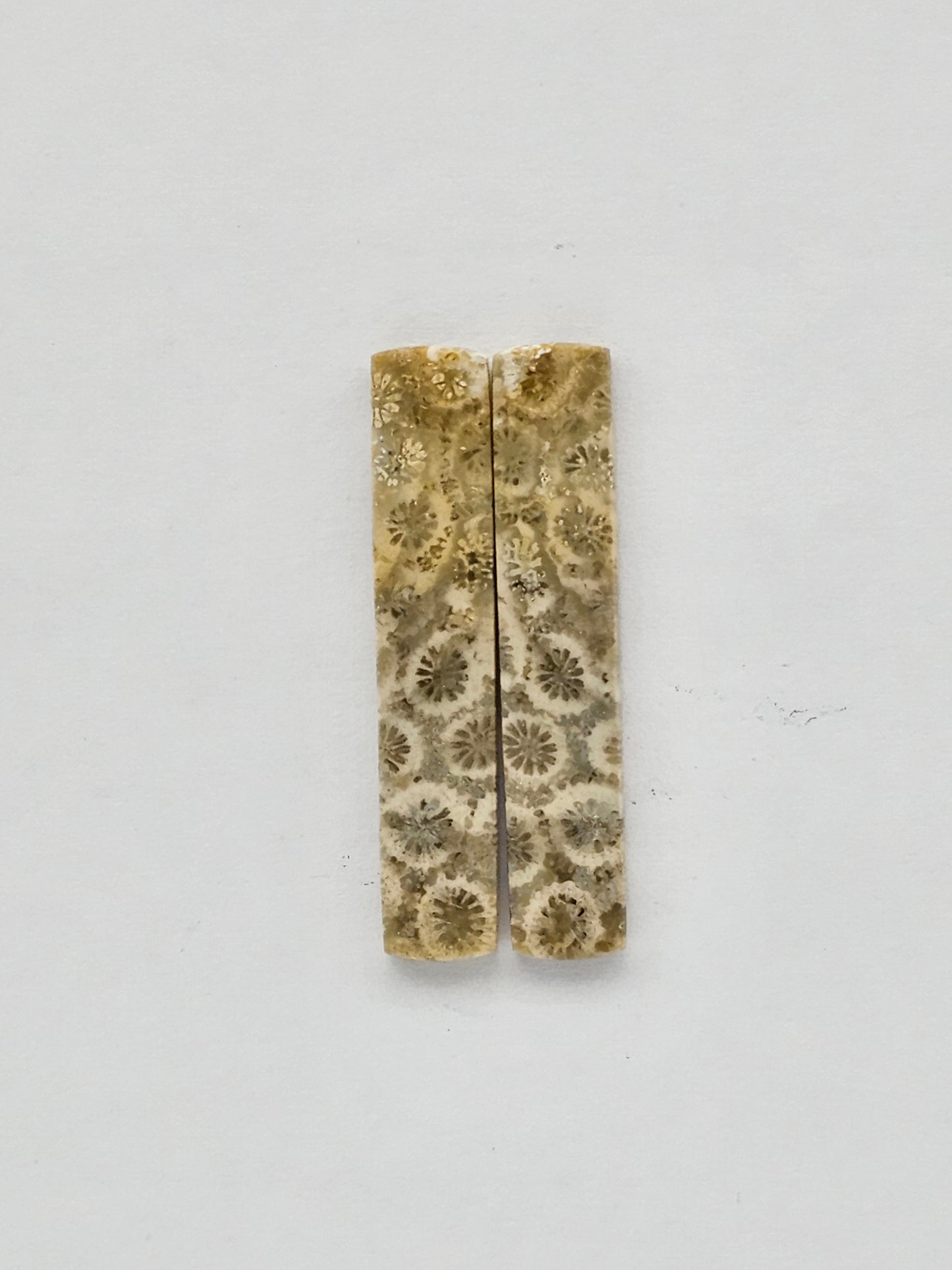 Fossilized Coral pair