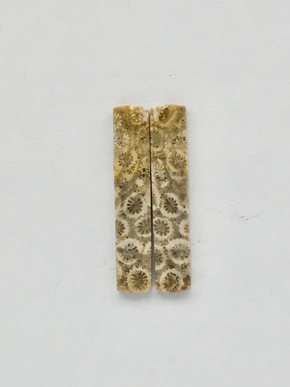 Fossilized Coral pair