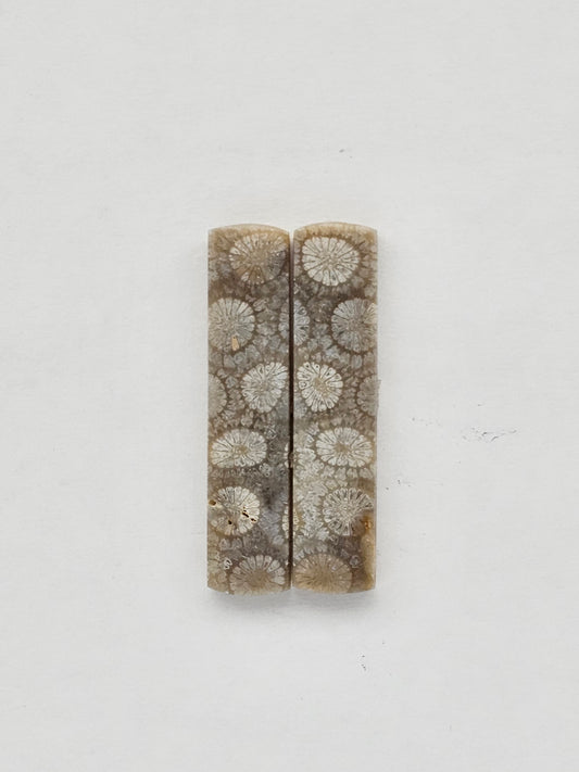 Fossilized Coral pair