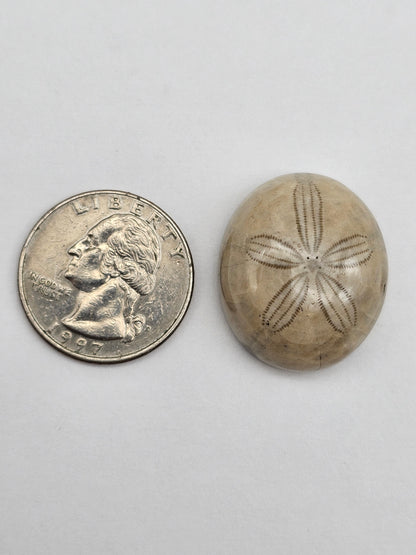 Sand Dollar fossil large