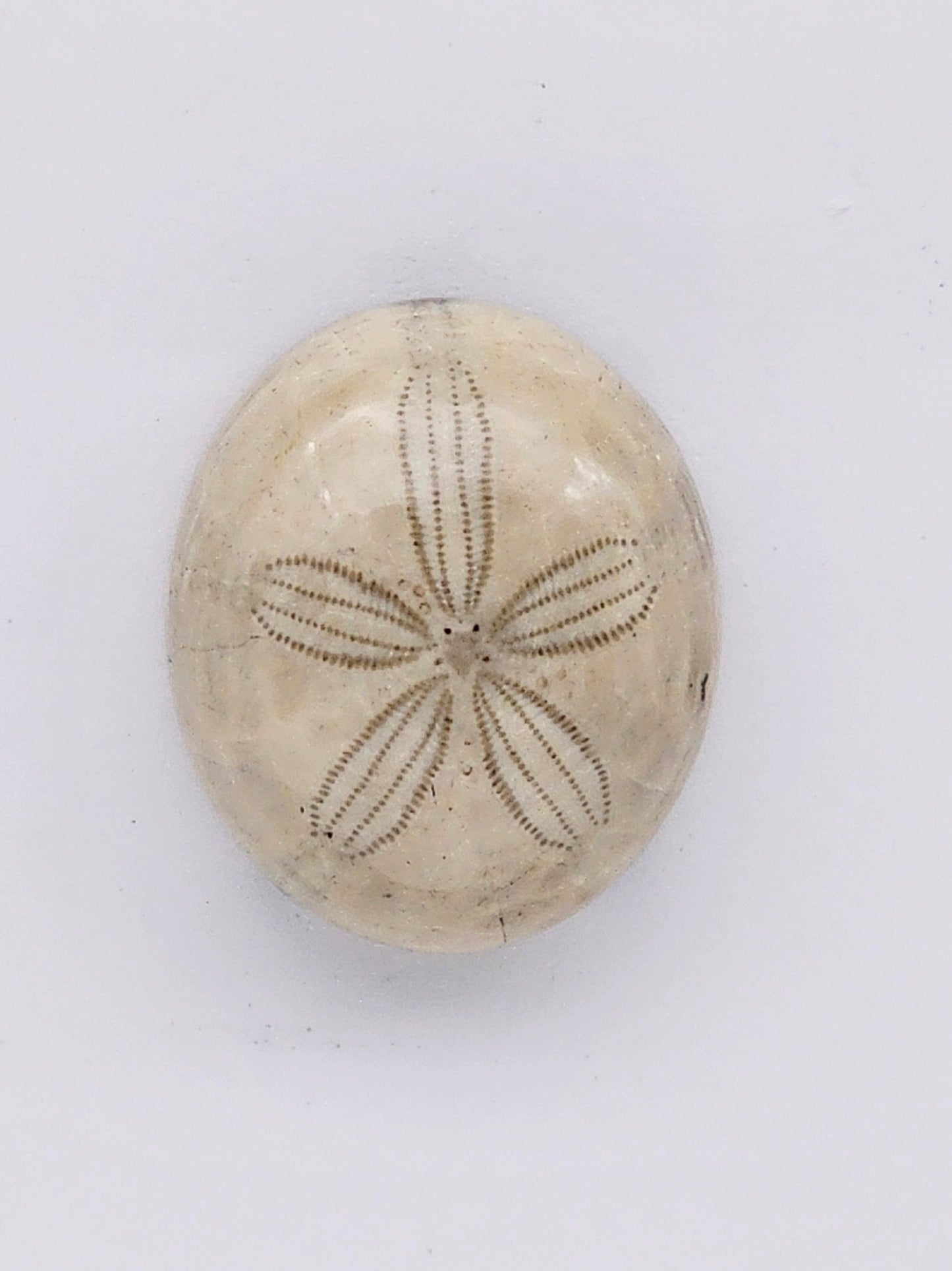 Sand Dollar fossil large