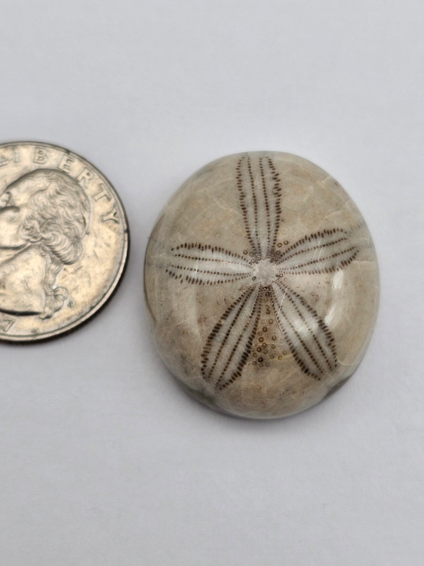 Sand Dollar fossil large