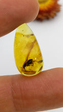 Load and play video in Gallery viewer, Amber with insect inclusions (buggy amber)
