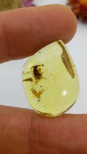 Load and play video in Gallery viewer, Amber with insect inclusions (buggy amber)
