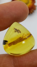 Load and play video in Gallery viewer, Amber with insect inclusions (buggy amber)
