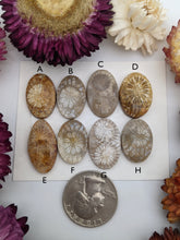 Load image into Gallery viewer, Fossilized coral single polyp ovals
